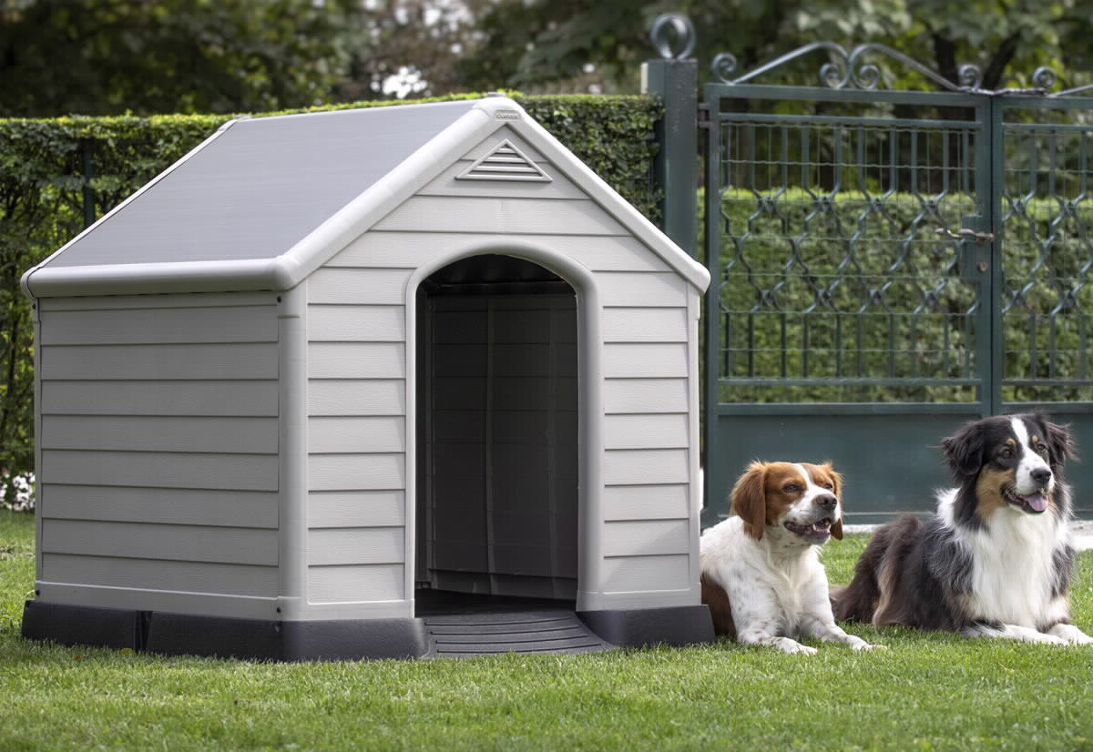 מלונה לכלב - כתר