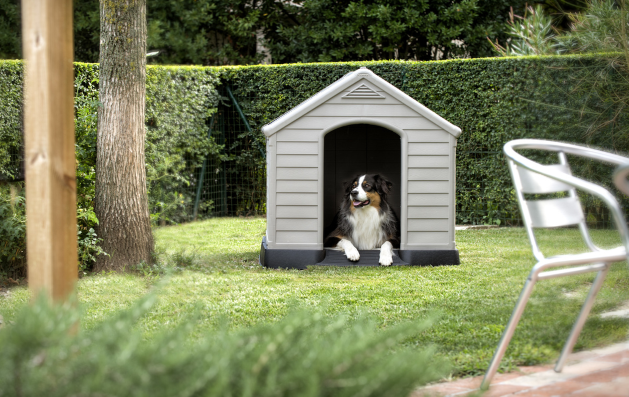 מלונה לכלב - כתר