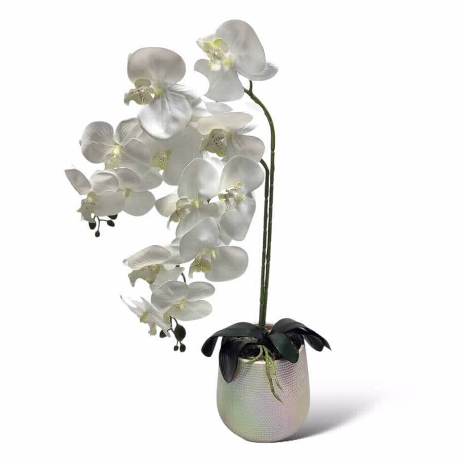 סחלב דקורטיבי בכלי אולטרה 50*13.5*14.5