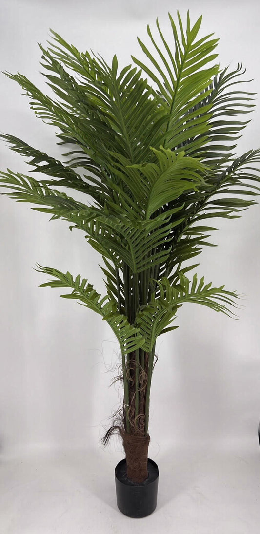 דקל גזע חום 1.6 מ