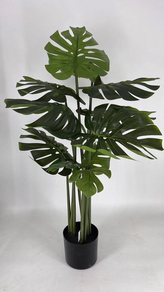 מונסטרה 1.2 מטר