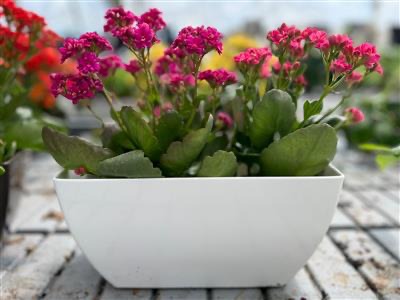 אדנית פלסטיק 14*15*30 ס"מ לבן
