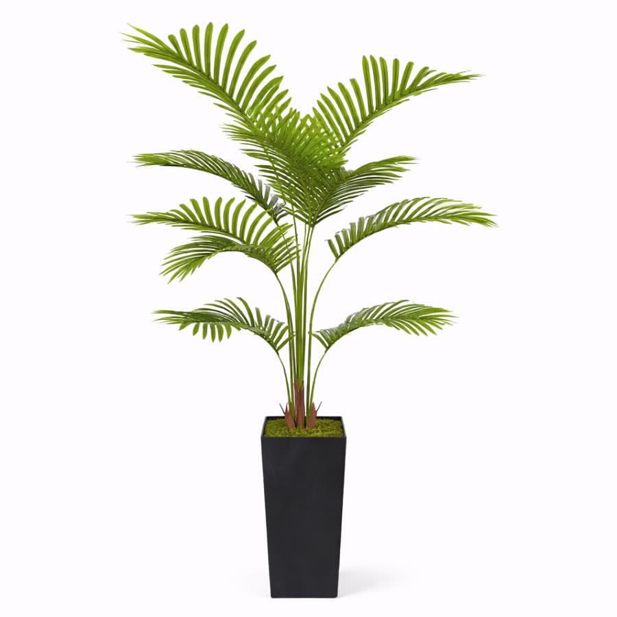 עץ דקל ארקה 150 סמ יוקרתי בכלי מעוצב