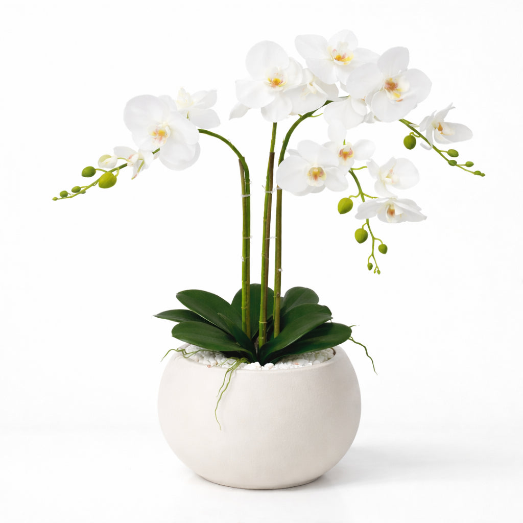 סחלב לבן מפואר 3 ענפים