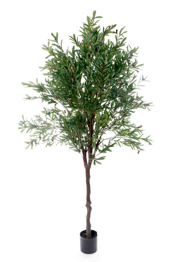 עץ זית 240 ס"מ