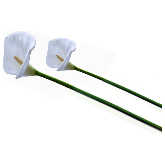 פרח קאלה לבן