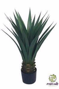 עץ יוקה 80 ס"מ