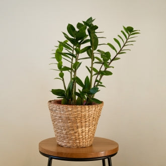 פרחים ועצי נוי