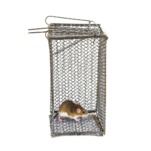 מלכודות לחולדות ועכברים