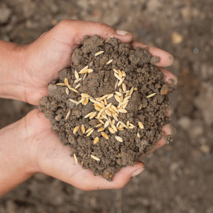 זרעים ופקעות