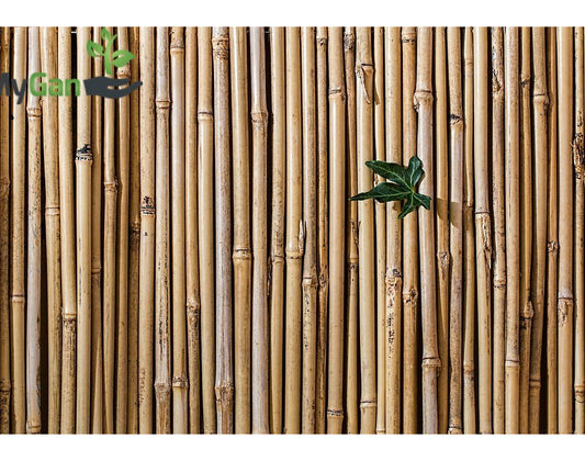 גדר במבוק מושחל פרימיום עובי 14-16 מידה 2X2 מ' EVERGREEN