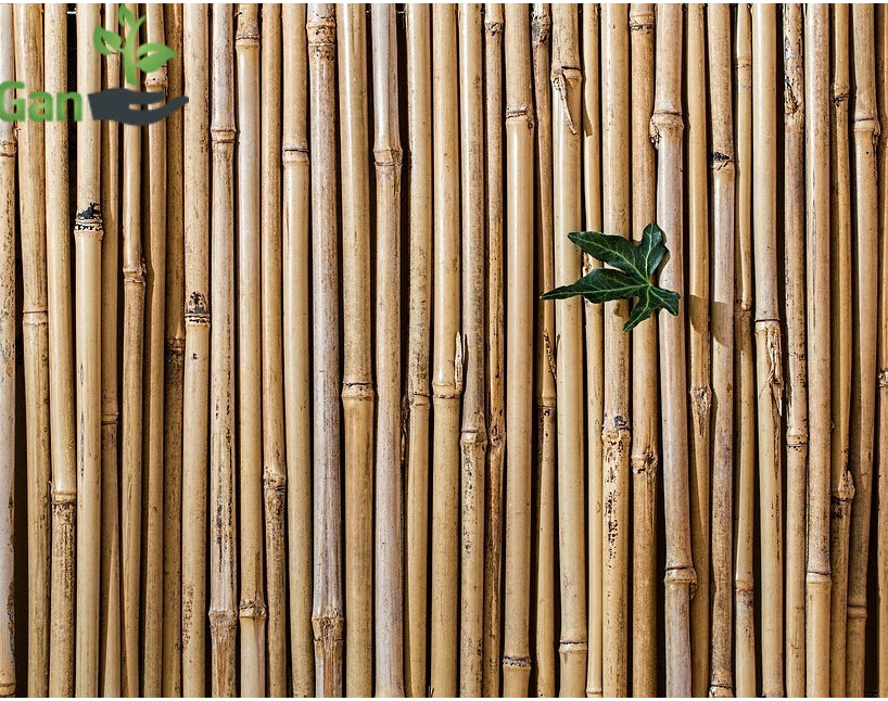 גדר במבוק מושחל פרימיום עובי 14-16 מידה 1X5 מ' EVERGREEN