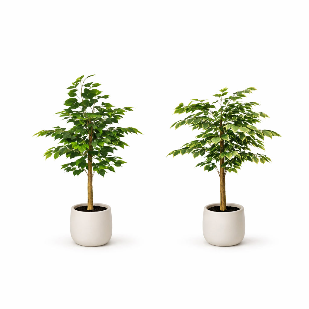 עץ פיקוס בכלי מעוצב 100 סמ