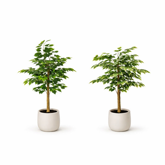 עץ פיקוס בכלי מעוצב 100 סמ