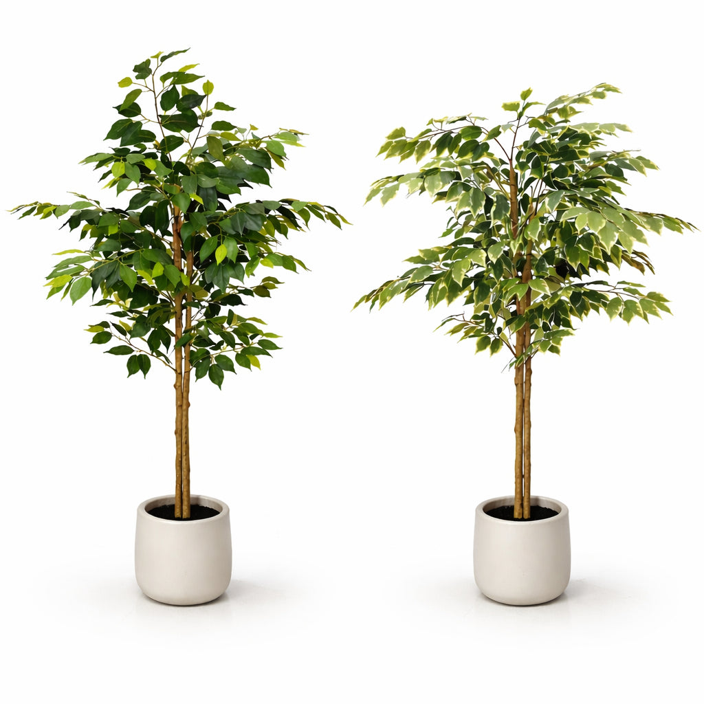 עץ פיקוס בכלי מעוצב 150 סמ