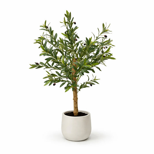 עץ זית בכלי מעוצב 110 סמ