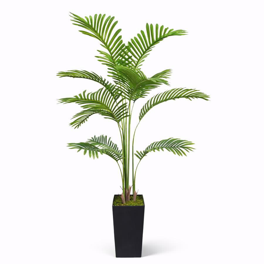 עץ דקל ארקה 180 סמ יוקרתי בכלי מעוצב