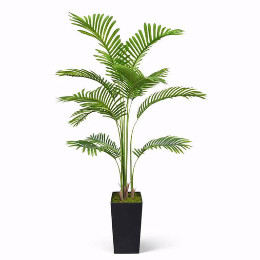 עץ דקל ארקה 180 סמ יוקרתי בכלי מעוצב