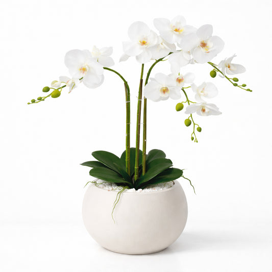 סחלב לבן מפואר 3 ענפים