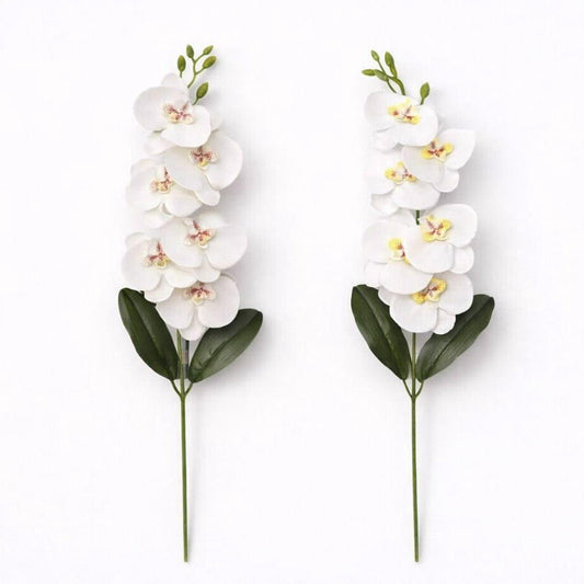 גבעול סחלב לבן + קרם 65 ס''מ 6 פרחים