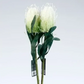 פרח פרוטיאה ניצן סגור 64 ס"מ ירוק